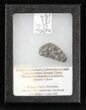 Rhynie Chert - Early Devonian Vascular Plant Fossils #40238-1